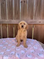 Yellow Female-AKC, a female Golden Retriever for sale in Harlem, GA – Photo 1 of 4