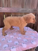 Yellow Female-AKC, a female Golden Retriever for sale in Harlem, GA – Photo 2 of 4