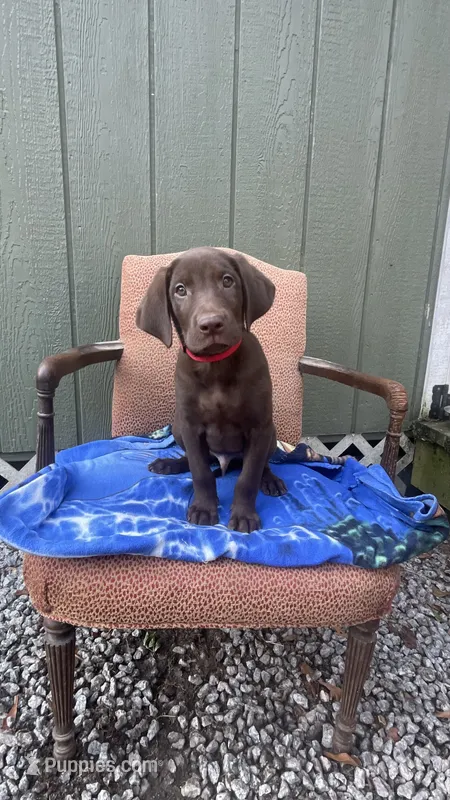 Male Chocolate AKC (red) – Labrador Retriever puppy for sale in Dearing, GA