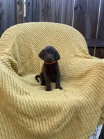 AKC Chocolate Male(Orange), a male Labrador Retriever for sale in Dearing, GA – 2 of 4