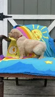 AKC Male-Red, a male Golden Retriever for sale in Dearing, GA – 2 of 4