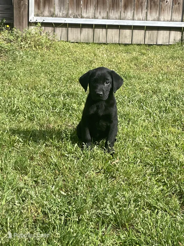 Black Male-AKC – Labrador Retriever puppy for sale in Harlem, GA