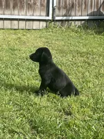 Black Male-AKC, a male Labrador Retriever for sale in Harlem, GA – Photo 2 of 4