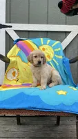 AKC Male-Red, a male Golden Retriever for sale in Dearing, GA – 1 of 4