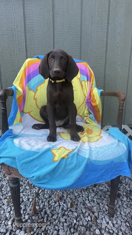 Female chocolate (yellow) AKC – Labrador Retriever puppy for sale in Dearing, GA