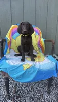 Female chocolate (yellow) AKC, a female Labrador Retriever for sale in Dearing, GA – 1 of 2