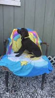 Female chocolate (yellow) AKC, a female Labrador Retriever for sale in Dearing, GA – 2 of 2