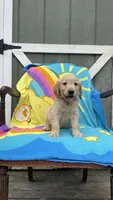 AKC Male-black, a male Golden Retriever for sale in Dearing, GA – 1 of 4