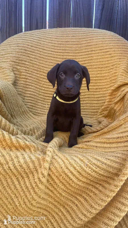 AKC Chocolate Female(yellow) – Labrador Retriever puppy for sale in Dearing, GA
