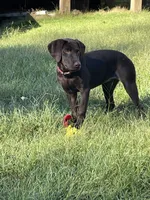 Chocolate Girl, a female Labrador Retriever for sale in Dearing, GA – 2 of 4