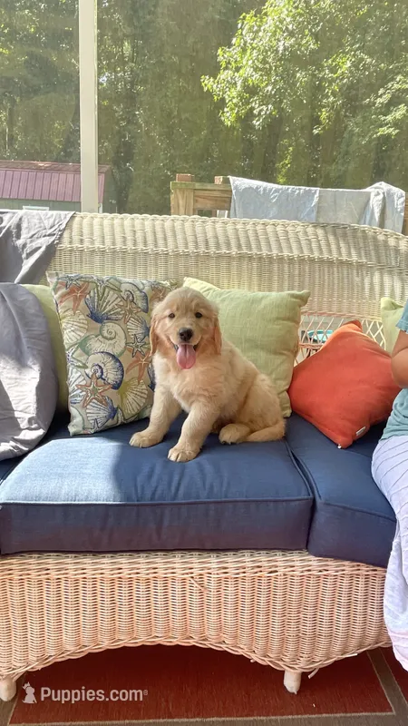 Pink Female AKC – Golden Retriever puppy for sale in Dearing, GA