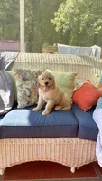 Pink Female AKC, a female Golden Retriever for sale in Dearing, GA – 1 of 4