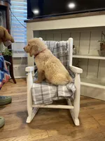 AKC golden(Red), a male Golden Retriever for sale in Harlem, GA – Photo 2 of 4