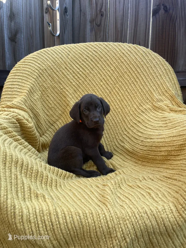 AKC Chocolate Male(Orange), a male Labrador Retriever for sale in Dearing, GA – 1 of 4
