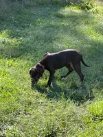 Chocolate Girl, a female Labrador Retriever for sale in Dearing, GA – 3 of 4