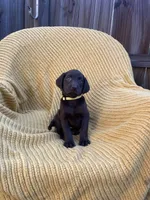 AKC Chocolate Female(yellow), a female Labrador Retriever for sale in Dearing, GA – 1 of 4