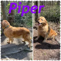 Pink Female AKC, a female Golden Retriever for sale in Dearing, GA – 3 of 4