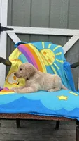 AKC Male-black, a male Golden Retriever for sale in Dearing, GA – 2 of 4