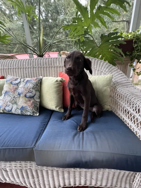 AKC Chocolate Female  – Labrador Retriever puppy for sale in Dearing, GA
