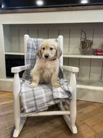 AKC Golden (Orange), a male Golden Retriever for sale in Harlem, GA – Photo 1 of 4