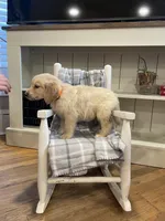 AKC Golden (Orange), a male Golden Retriever for sale in Harlem, GA – Photo 2 of 4