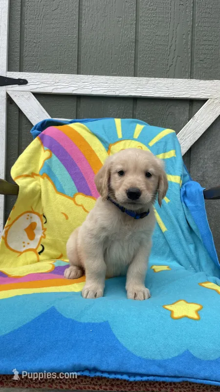 AKC Male-blue – Golden Retriever puppy for sale in Dearing, GA