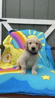AKC Male-blue, a male Golden Retriever for sale in Dearing, GA – 1 of 4