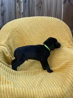 AKC Black Male(lime green), a male Labrador Retriever for sale in Dearing, GA – 2 of 4