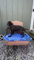 Male-chocolate AKC (Blue), a male Labrador Retriever for sale in Dearing, GA – 2 of 2