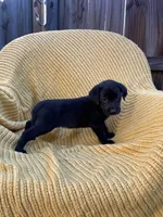AKC black femake(teal), a female Labrador Retriever for sale in Dearing, GA – 2 of 4