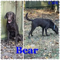 AKC Black Female , a female Labrador Retriever for sale in Dearing, GA – 5 of 6