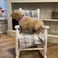 AKC female(purple), a female Golden Retriever for sale in Harlem, GA – Photo 2 of 4