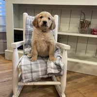 AKC female(purple), a female Golden Retriever for sale in Harlem, GA – Photo 1 of 4