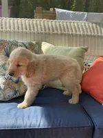 Teal Female AKC, a female Golden Retriever for sale in Dearing, GA – 2 of 4