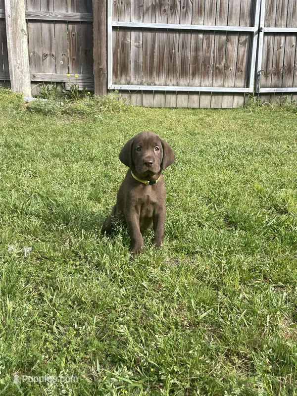 Chocolate Male-AKC(Yellow) – Labrador Retriever puppy for sale in Harlem, GA