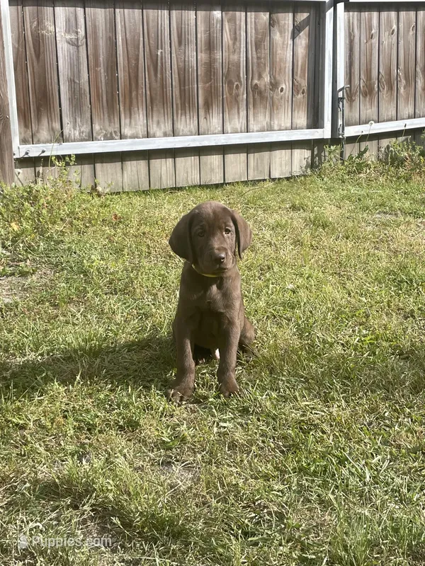 Chocolate Male-AKC(Yellow) – Labrador Retriever puppy for sale in Dearing, GA