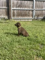 Chocolate Male-AKC(Yellow), a male Labrador Retriever for sale in Harlem, GA – Photo 2 of 4