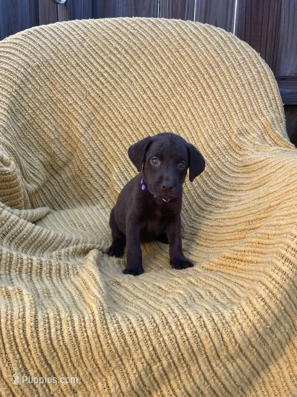 AKC Chocolate Female(purple), a female Labrador Retriever for sale in Dearing, GA – 1 of 4