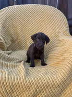 AKC Chocolate Female(purple), a female Labrador Retriever for sale in Dearing, GA – 1 of 4