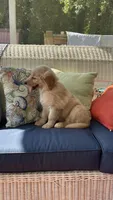 Pink Female AKC, a female Golden Retriever for sale in Dearing, GA – 2 of 4
