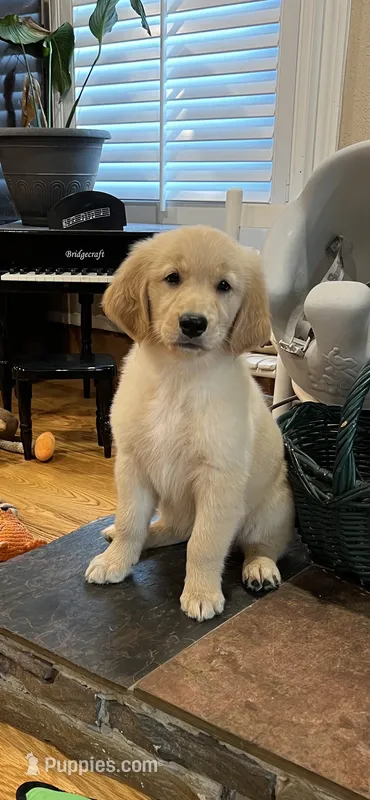 Teal Female AKC – Golden Retriever puppy for sale in Dearing, GA