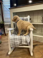 AKC Golden (green), a male Golden Retriever for sale in Harlem, GA – Photo 2 of 4