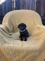AKC black femake(teal), a female Labrador Retriever for sale in Dearing, GA – 1 of 4