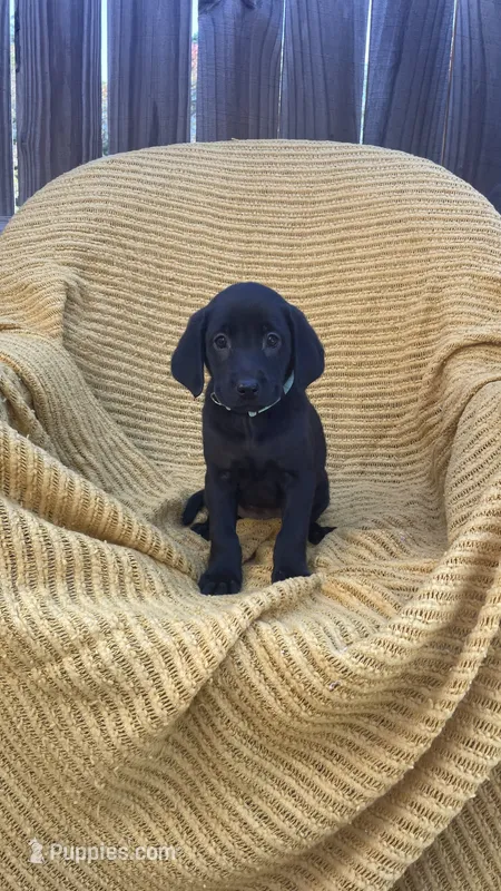 AKC black femake(teal) – Labrador Retriever puppy for sale in Dearing, GA