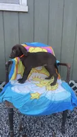 Female Chocolate (Orange) AKC, a female Labrador Retriever for sale in Dearing, GA – 2 of 2