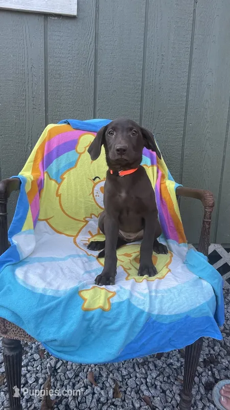 Female Chocolate (Orange) AKC – Labrador Retriever puppy for sale in Dearing, GA