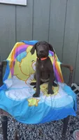 Female Chocolate (Orange) AKC, a female Labrador Retriever for sale in Dearing, GA – 1 of 2