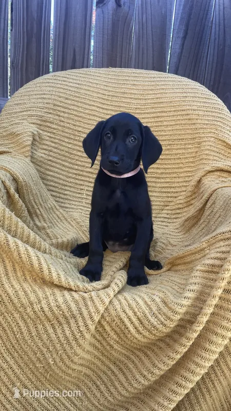 AKC Black Female(pink) – Labrador Retriever puppy for sale in Dearing, GA