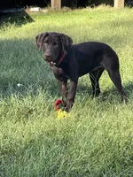 Chocolate Girl, a female Labrador Retriever for sale in Dearing, GA – 4 of 4