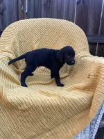 AKC Black Male(red), a male Labrador Retriever for sale in Dearing, GA – 2 of 4
